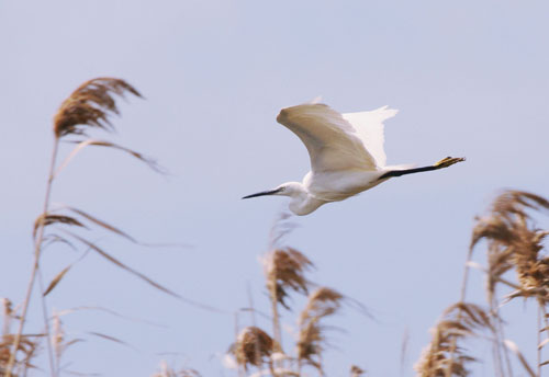 Martinet blanc (Egretta garzetta)