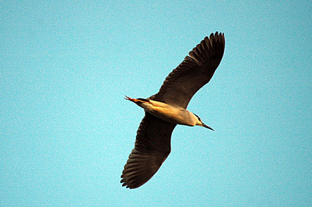 Martinet de nit (Nycticorax nycticorax)