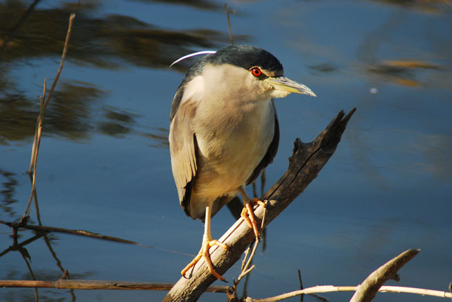 martinete3 (nycticorax nycticorax)