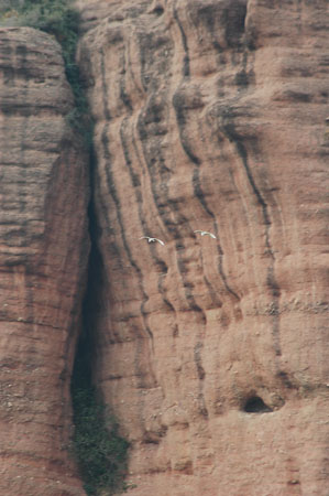 Martinet blanc, garceta común (Egretta garzetta)