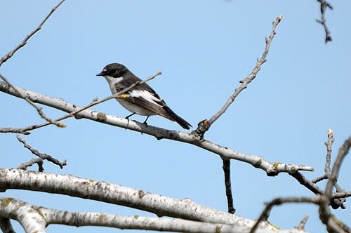 Mastegatatxes. Papamoscas cerrojillo (Ficedula hypoleuca)