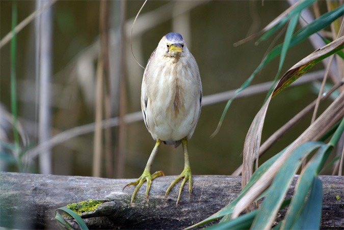 Martinet menut femella(Ixobrychus minutus)