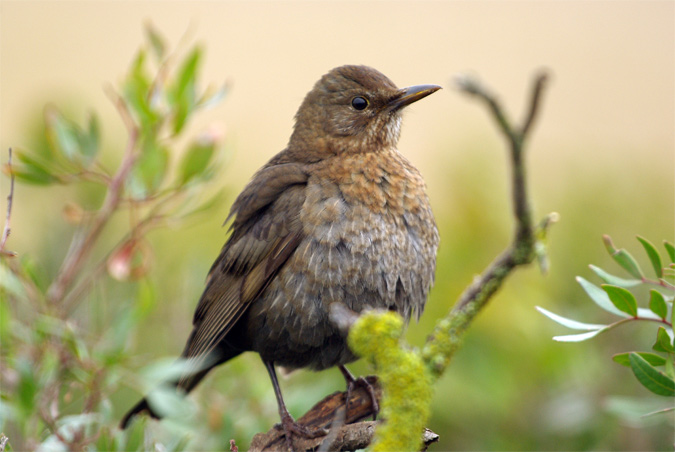 Merla(Turdus merula)