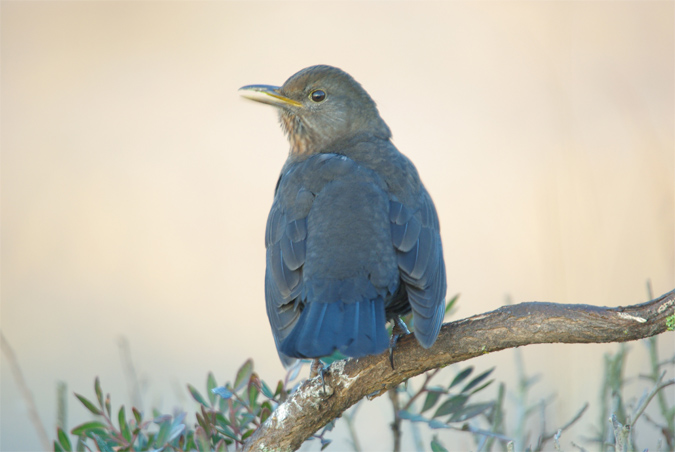 Merla (Turdus merula)