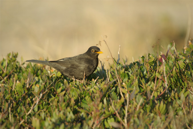 Merla(Turdus merula)