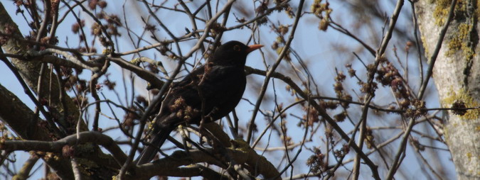 Merla (Turdus merula)