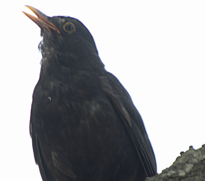 Merla (Turdus merula)