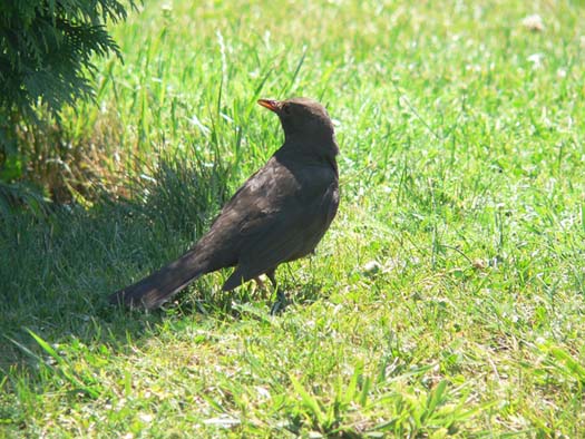 Merla (Turdus merula)