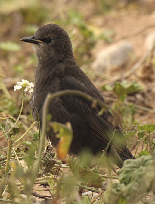 Merla  negra (Turdus merula)