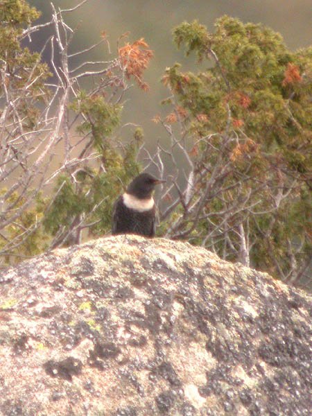 Merla de pit blanc (Turdus torquatus)