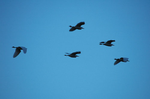 Esplugabous.  Garcilla bueyera (Bubulcus ibis)