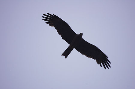 Milà negre, Milano negro (Milvus migrans)