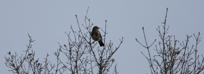 Griva cerdana (Turdus pilaris)