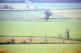 Montgai. Paisatge agrícola d'estepa.