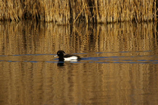 Morell de plomall (Aythya filigula)