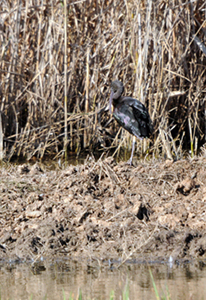 Capó reial. Morito común (Plegadis falcinellus)