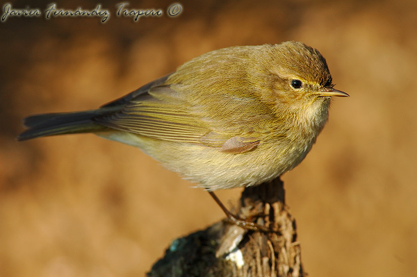 Mosquitero entre sombras