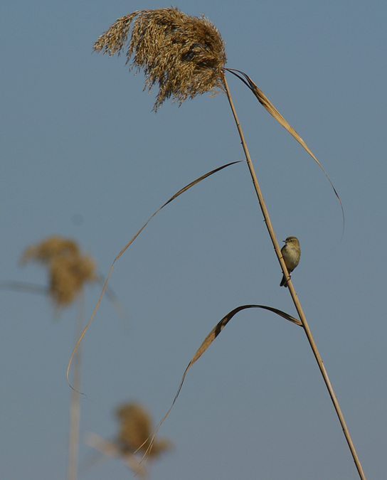 Mosquiter comú(Philloscopus collybita)