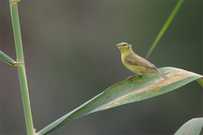 Mosquiter comú(Phylloscopus collybita)