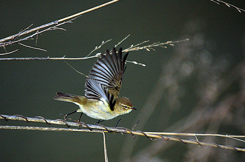 Mosquiter comu, mosquitero comun (Phylloscopus collybita)