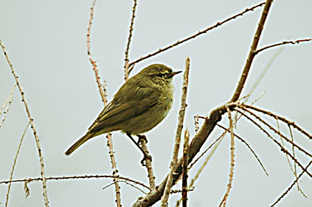 Mosquiter comú. Mosquitero común (Phylloscopus collybita)