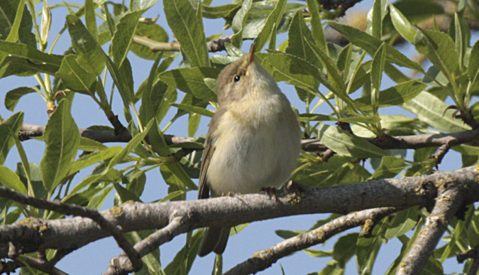 Mosquiter comú, (Phylloscopus collybita)