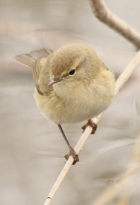 Mosquiter comú (Phylloscopus collybita)