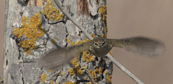 Mosquiter comú (Phylloscopus collybita)