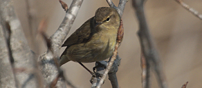 Mosquiter comú (Phylloscopus collybita)