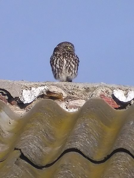 Mussol comú, mochuelo (Athene noctua)