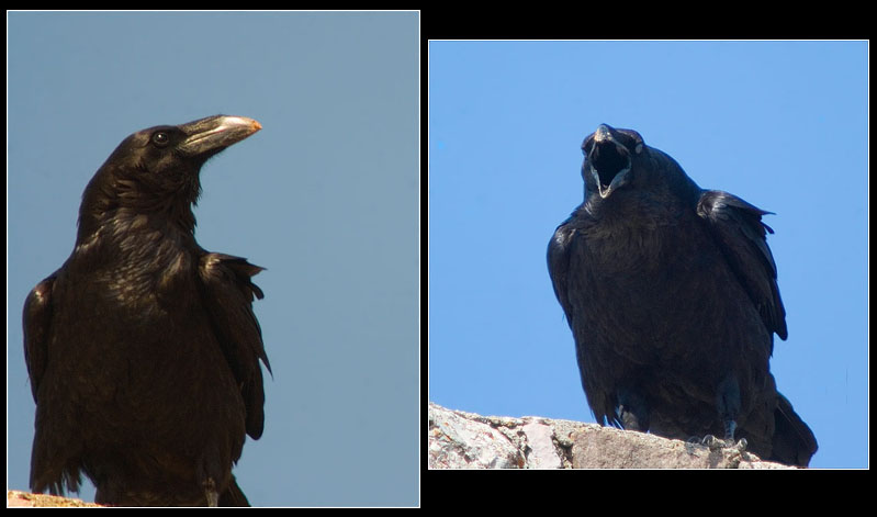 Corb (Corvus corax)