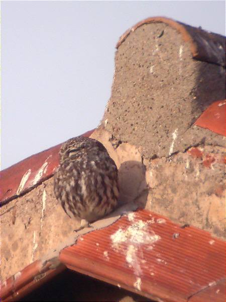 Mussol, mochuelo (Athene noctua)