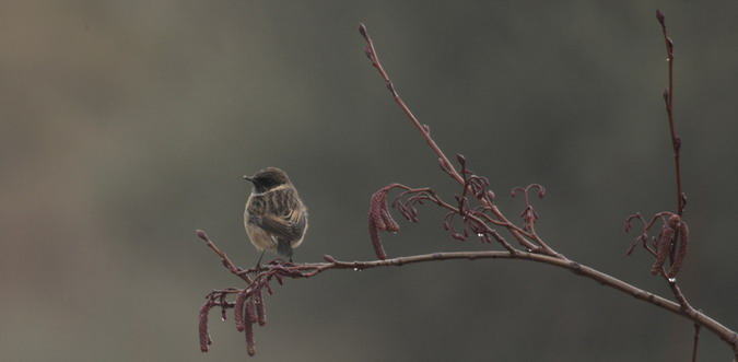 Bitxac comú (Saxicola torquatus)