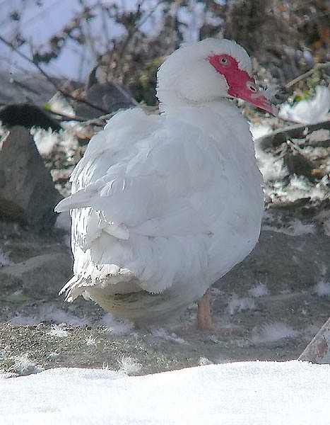 Anec mut (Cairina moschata)