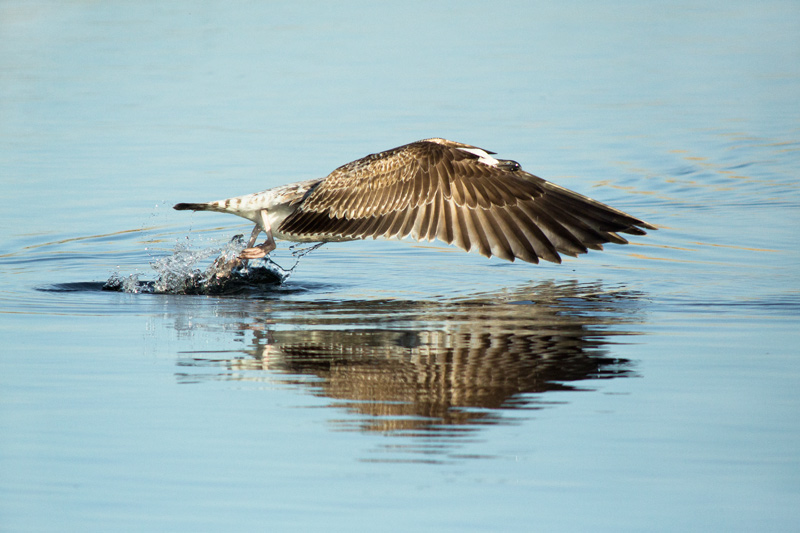 Gavià argentat jove (Larus michahellis)