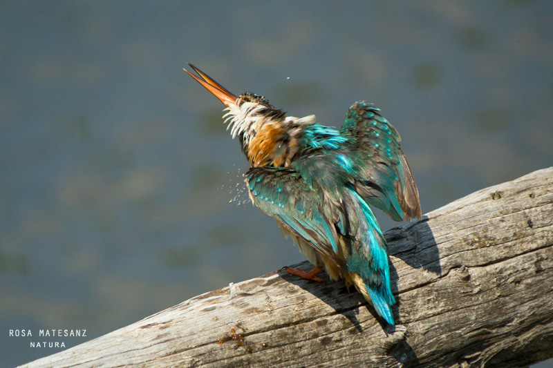 Blauet III (Alcedo atthis)