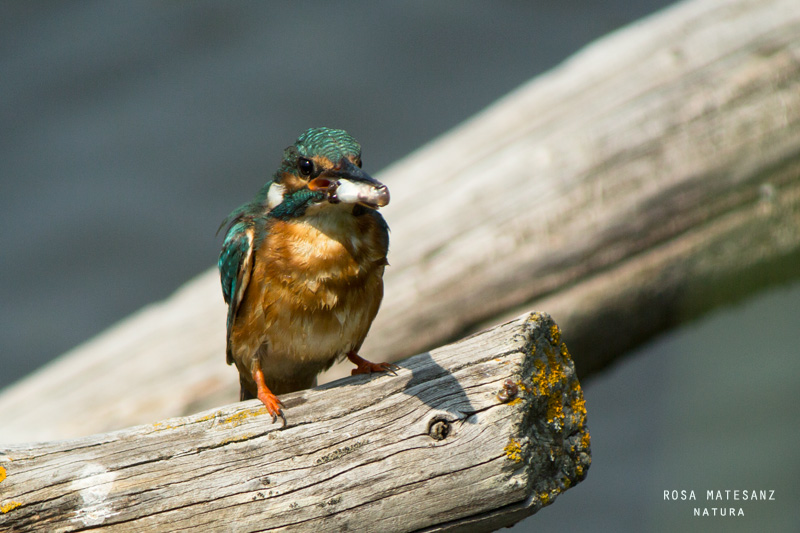 Blauet IV (Alcedo atthis)