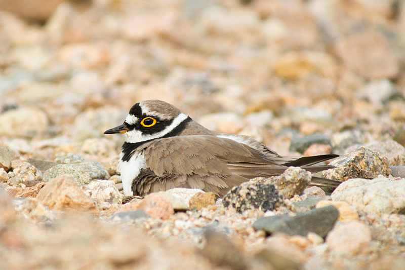 Corriol petit (Charadrius dubius)