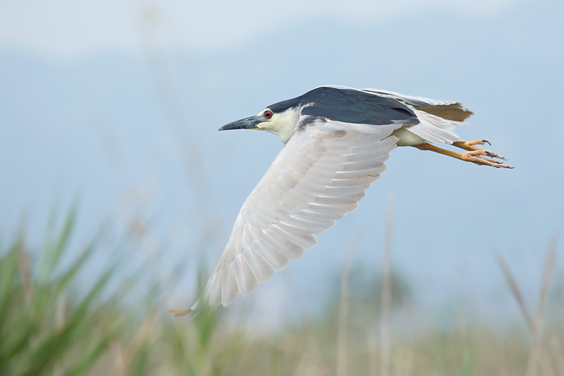 Martinet de nit (Nycticorax nycticorax)