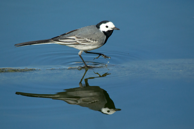 Cuereta blanca vulgar (Motacilla alba)