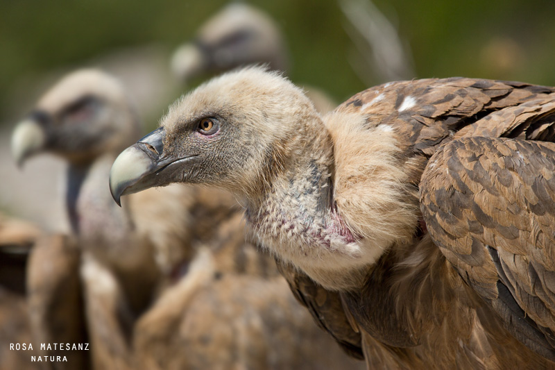 Voltor comú (Gyps fulvus)