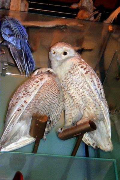 Duc blanc, snowy owl (Nyctea scandiaca)