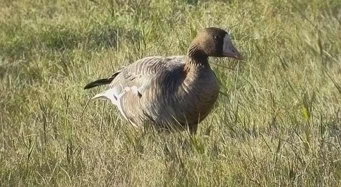 Oca riallera grossa (Anser albifrons)