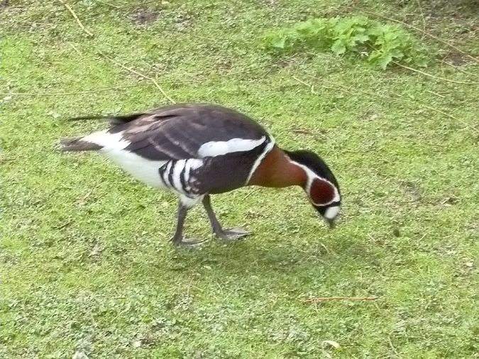 Oca de coll roig, barnacla cuelliroja (Branta ruficollis)