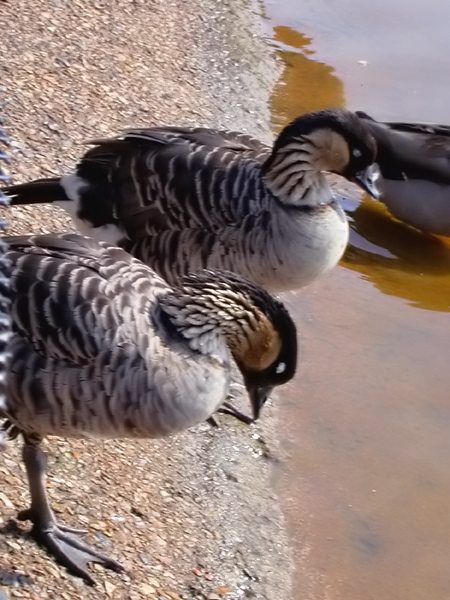 Oca hawaiana (Branta sandvicensis)