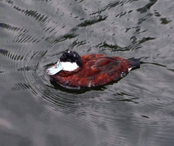 Ànec de Jamaica, malvasía canela (Oxyura jamaicensis)