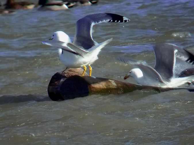 Equlibri inestable (Larus michaellis)