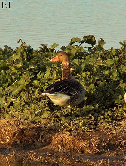 Oca vulgar