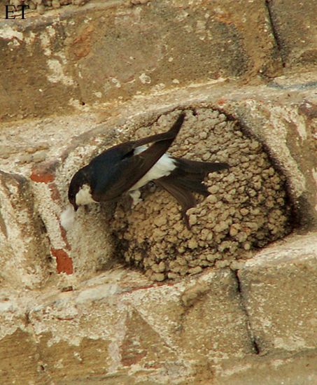 Oreneta cuablanca 3/3