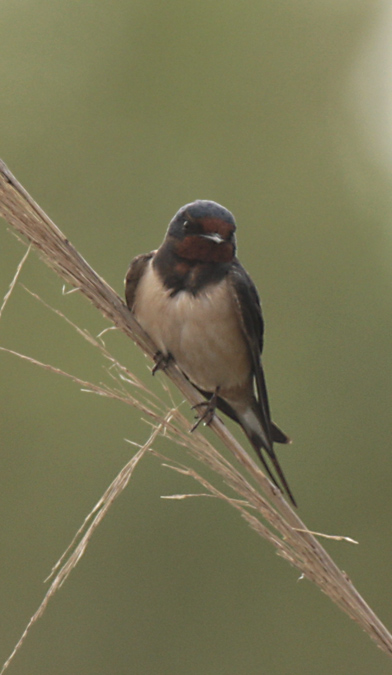 Oreneta vulgar (Hirundo rustica)